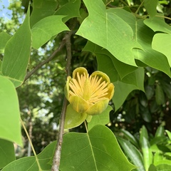 Liriodendron chinense