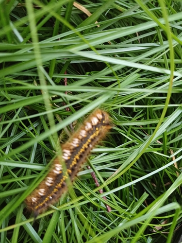 Drinker Moth