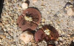 Lithops hookeri hookeri