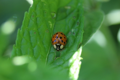 Asiatischer Marienkäfer