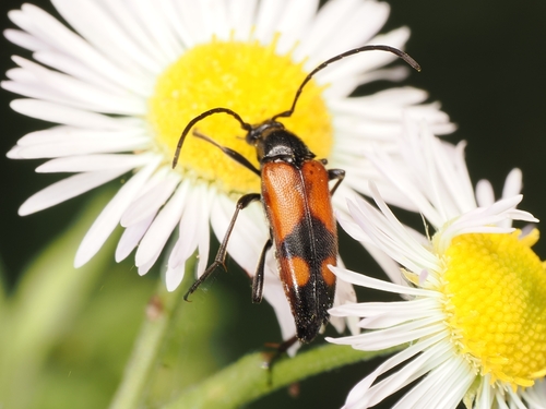 Stenurella bifasciata