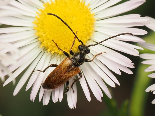 Fairy-ring Longhorn Beetle