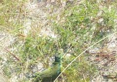 Timon lepidus ibericus