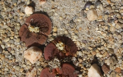 Lithops hookeri hookeri