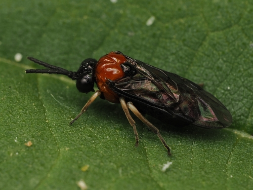 Saddleback Grass-cutter