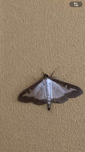 Box Tree Moth
