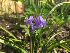 Hyacinthoides