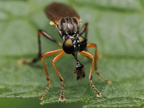 Stripe-legged Robber Fly