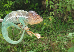Furcifer