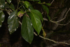 Endiandra discolor
