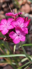 Dianthus giganteus, photograph (c) Lorna Halliwell, some rights reserved (CC BY)