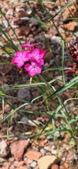 Dianthus giganteus, photograph (c) Lorna Halliwell, some rights reserved (CC BY)