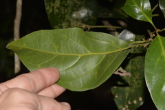 Endiandra discolor