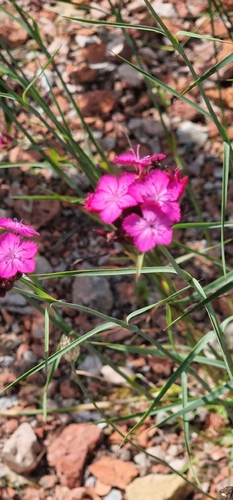 Dianthus giganteus, photograph 6