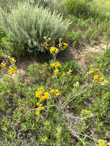 Hymenopappus flavescens observed 2026-06-21