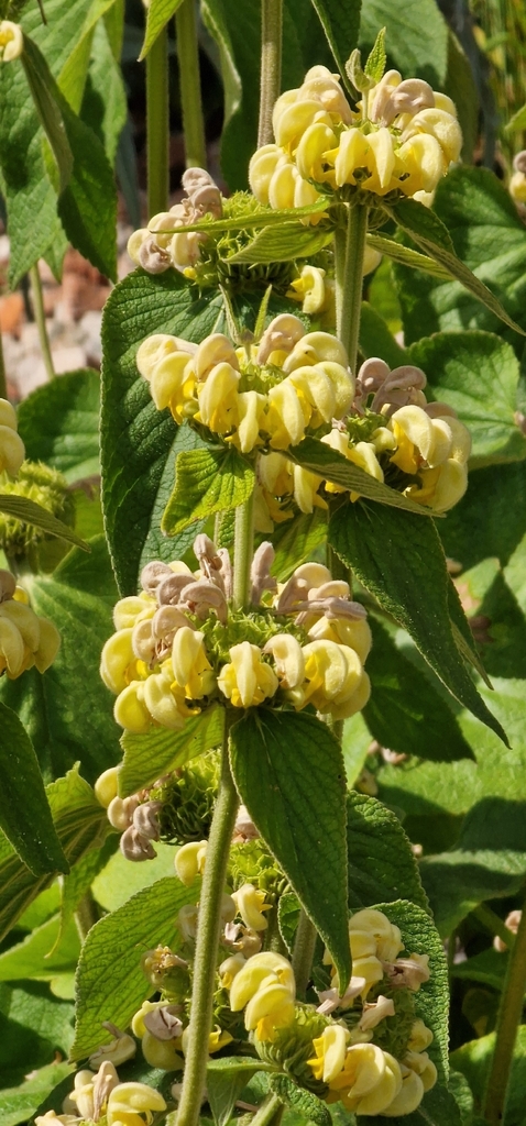 Phlomis russeliana, Stable Centre Haigh Hall, Wigan WN2 1PE, UK