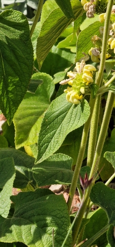 Phlomis russeliana