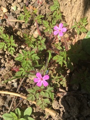 Geranium robertianum