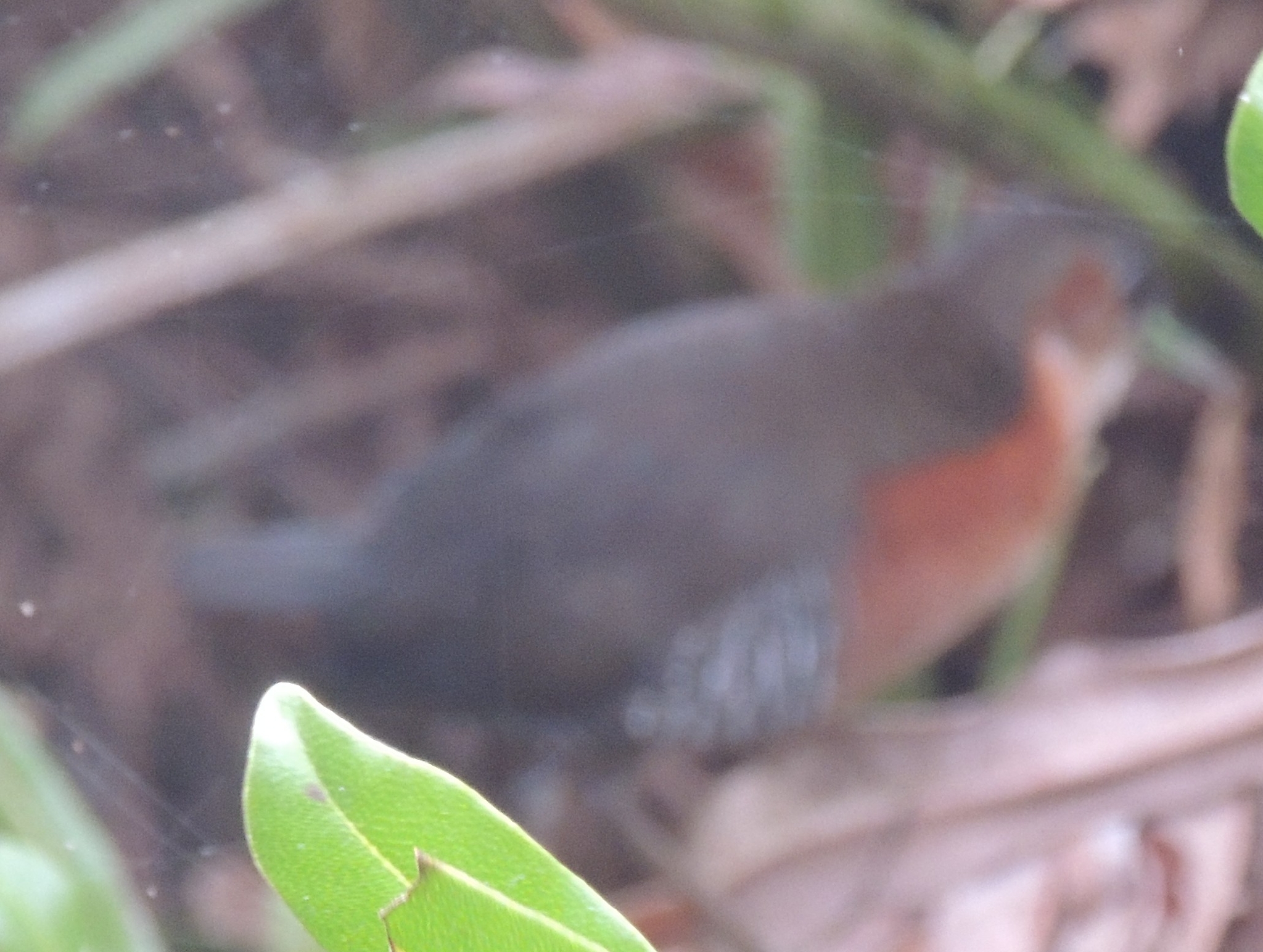 Rufous-sided Crake (Laterallus melanophaius), photo 8