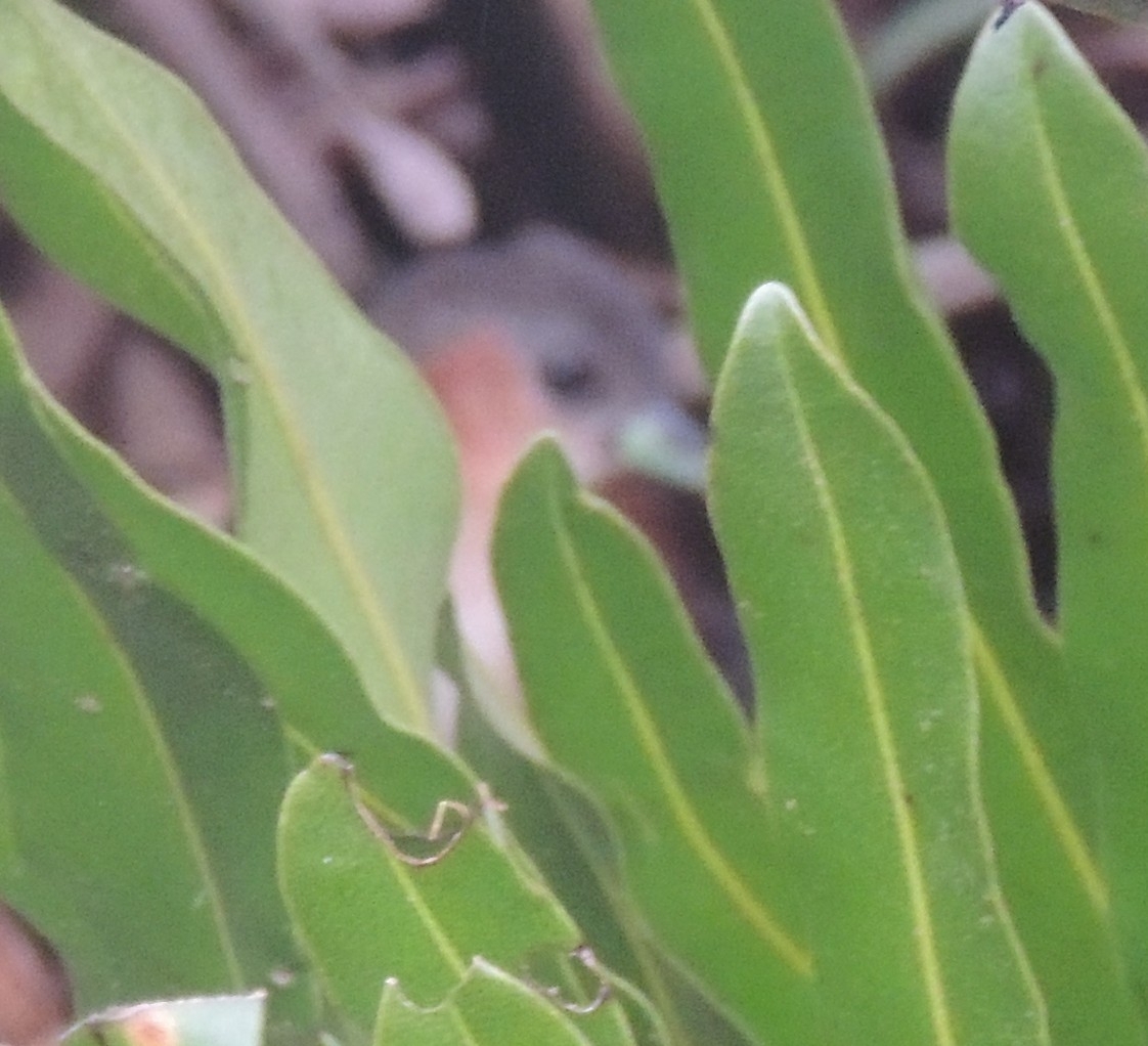 Rufous-sided Crake (Laterallus melanophaius), photo 10