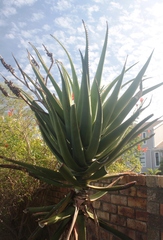 Aloe rupestris