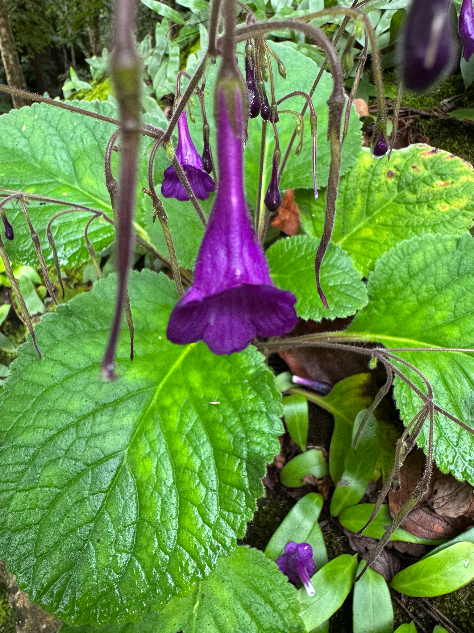 Damrongia orientalis (Craib) C.Puglisi