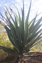 Aloe rupestris