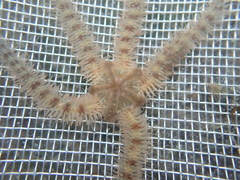 Ophiothrix