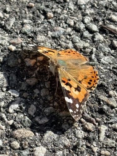 Painted Lady