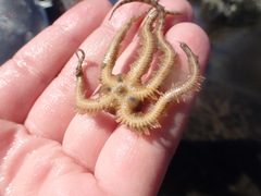 Ophiothrix