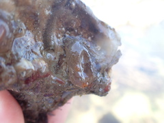 Ascidiella aspersa