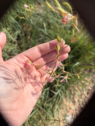 Oenothera cinerea, photograph 3