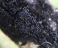 Chaetosphaeria phaeostromoides