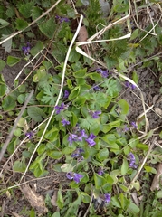 Viola odorata
