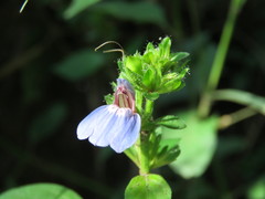 Justicia petiolaris