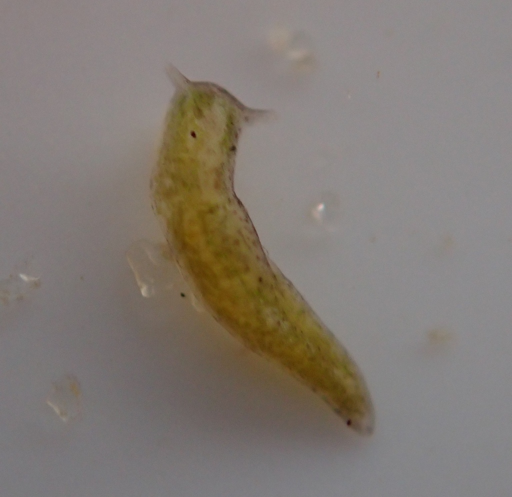 Elysia catulus
