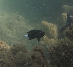 Pycnochromis margaritifer