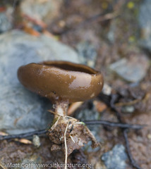 Dissingia crassitunicata