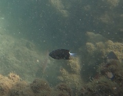 Pycnochromis margaritifer