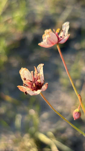 Flowering-rush