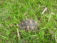 Astrochelys radiata