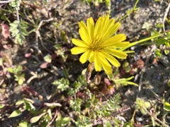 Tragopogon pratensis