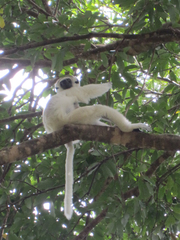 Propithecus verreauxi