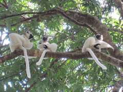 Propithecus verreauxi