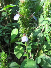 Justicia petiolaris