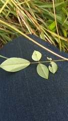 Clitoria heterophylla image