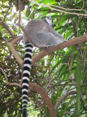 Lemur catta