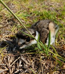 Charadrius vociferus