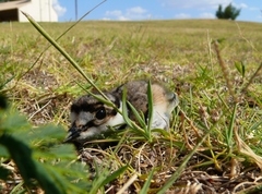 Charadrius vociferus