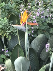 Strelitzia reginae